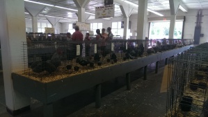 There were a lot chickens/turkeys/gooses/ducks/whatever strange birds you could buy. Most of them won an award...